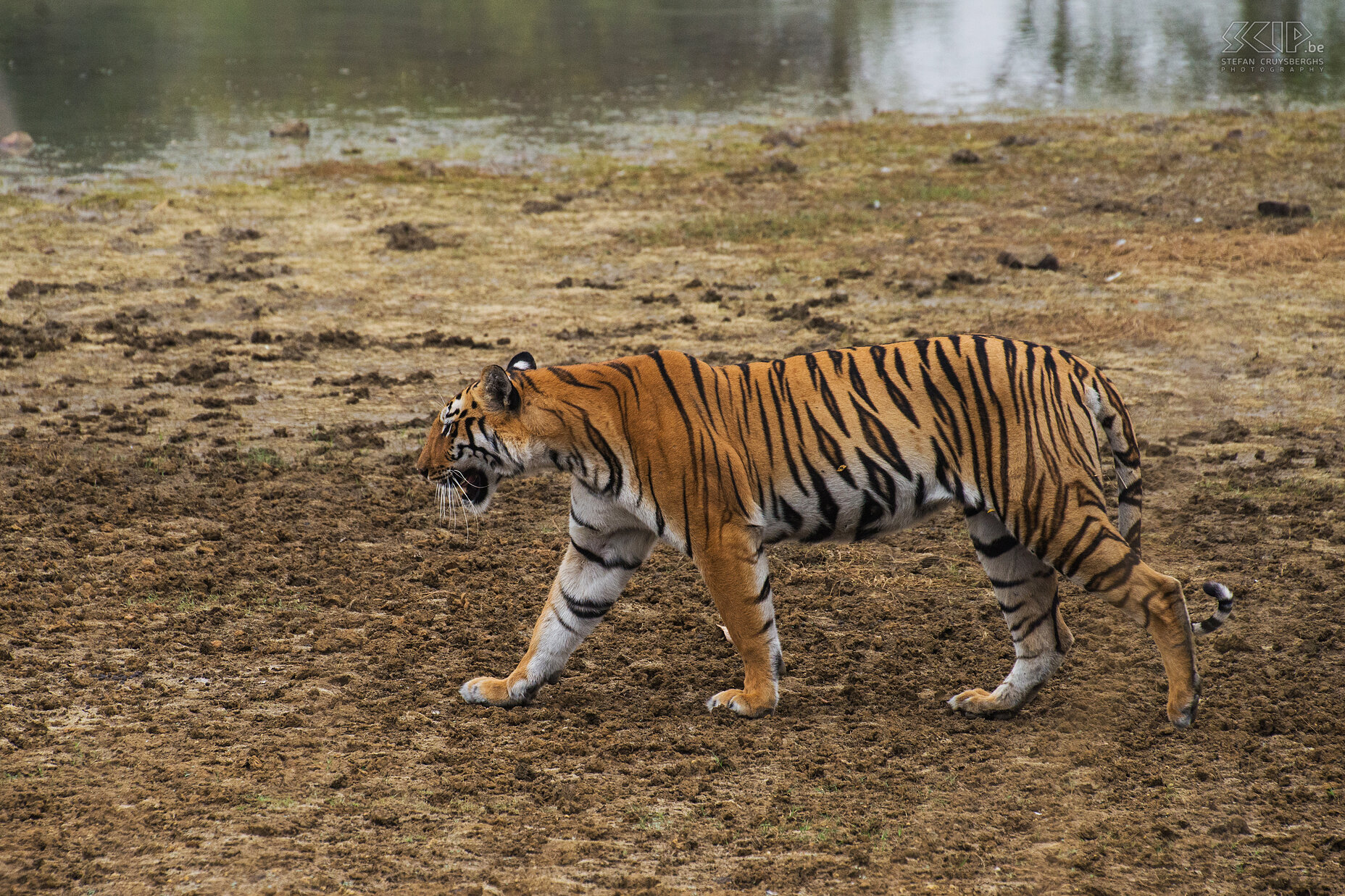 Tadoba - Tigress On our last day we were able to spot the same tigress again and she was still near the Panchdhara waterhole. I went to India hoping to spot the lord of the jungle, the Bengal tiger. In the parks of Bandhavgarh and Tadoba I was very lucky to see 7 tigers and a couple of times a was able to make some very good photos. It was amazing to see the largest cat and one of the most amazing animals in the wild. Stefan Cruysberghs